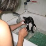 12 Times Cats Chose to Stay When They Could Have Hidden