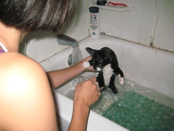 12 Times Cats Chose to Stay When They Could Have Hidden