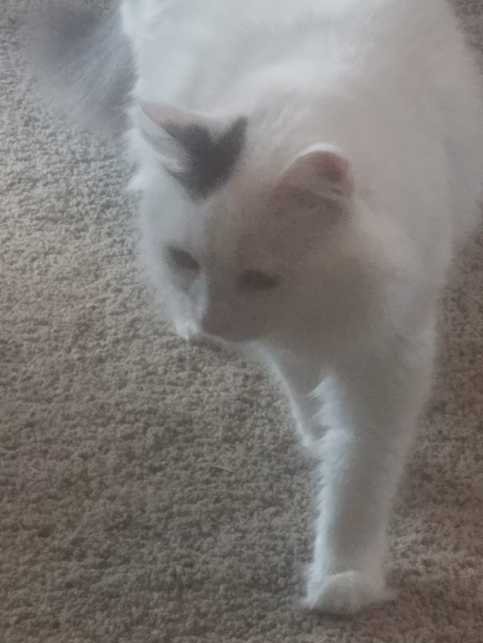 Turkish Van: Independent Spirits (image credits: wikimedia)