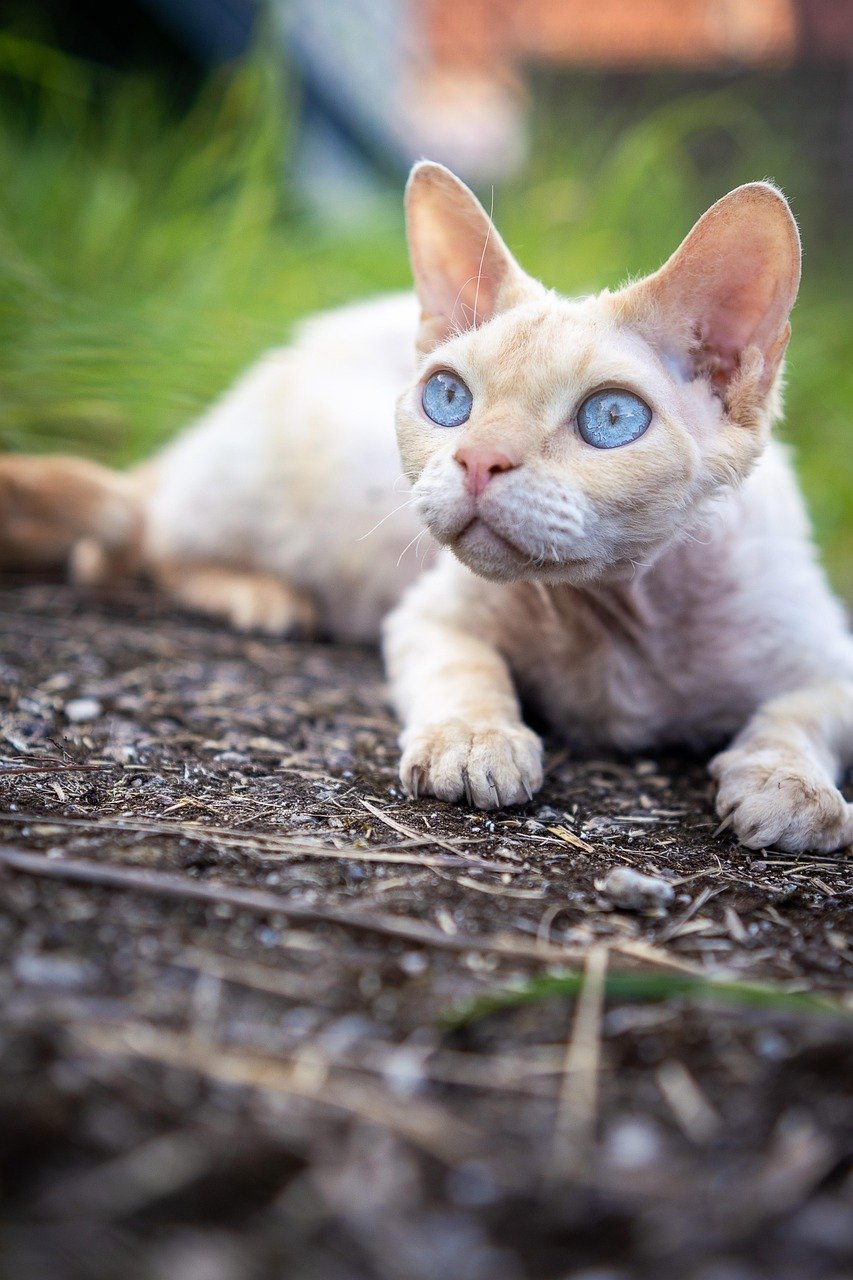 Devon Rex: Gentle Touch Appreciators (image credits: pixabay)
