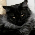 10 Cat Breeds That Need Quiet Bonding Over Affection