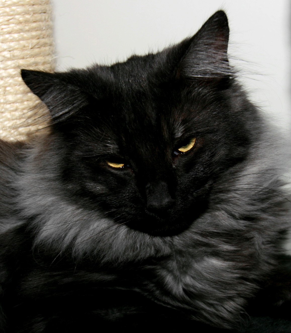 10 Cat Breeds That Need Quiet Bonding Over Affection