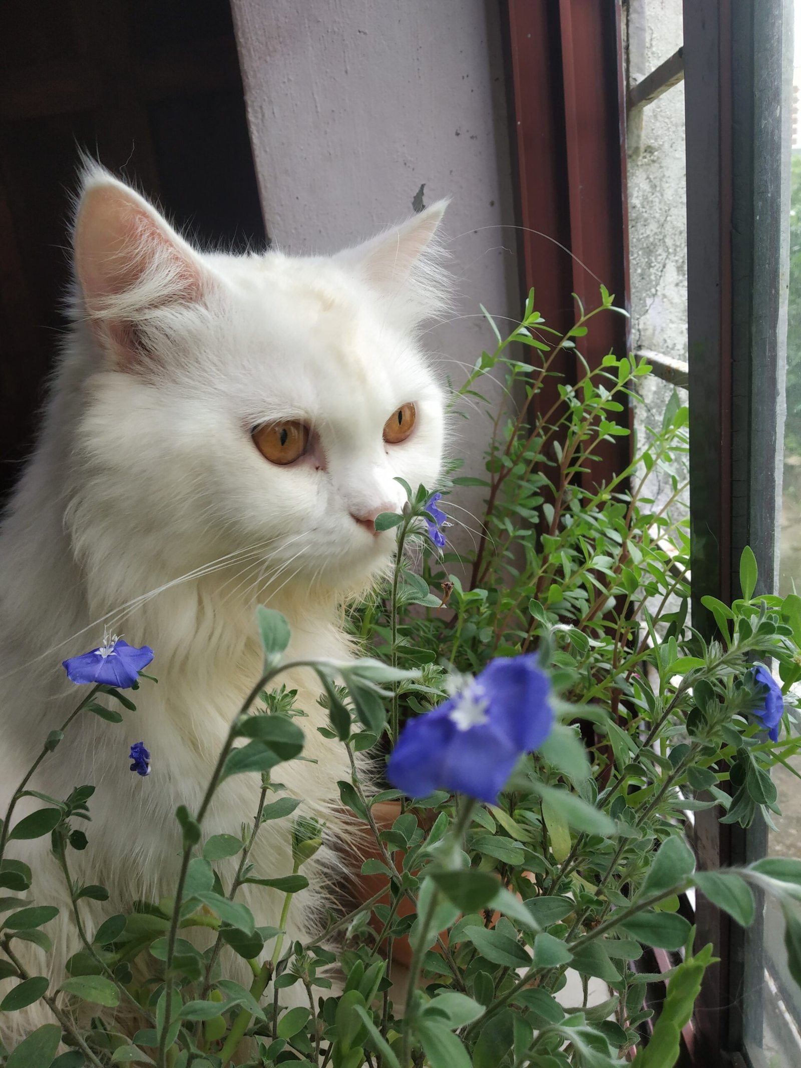 The Power of Scent in Emotional Detection (image credits: wikimedia)