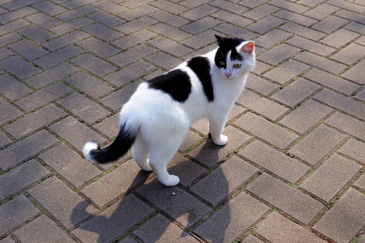 Stress and Anxiety in Cats from Human Emotions (image credits: pixabay)