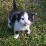 Why Cats React to Your Mood Changes Before You Speak