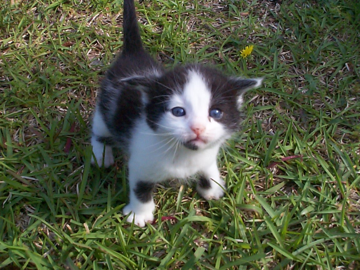 Why Cats React to Your Mood Changes Before You Speak