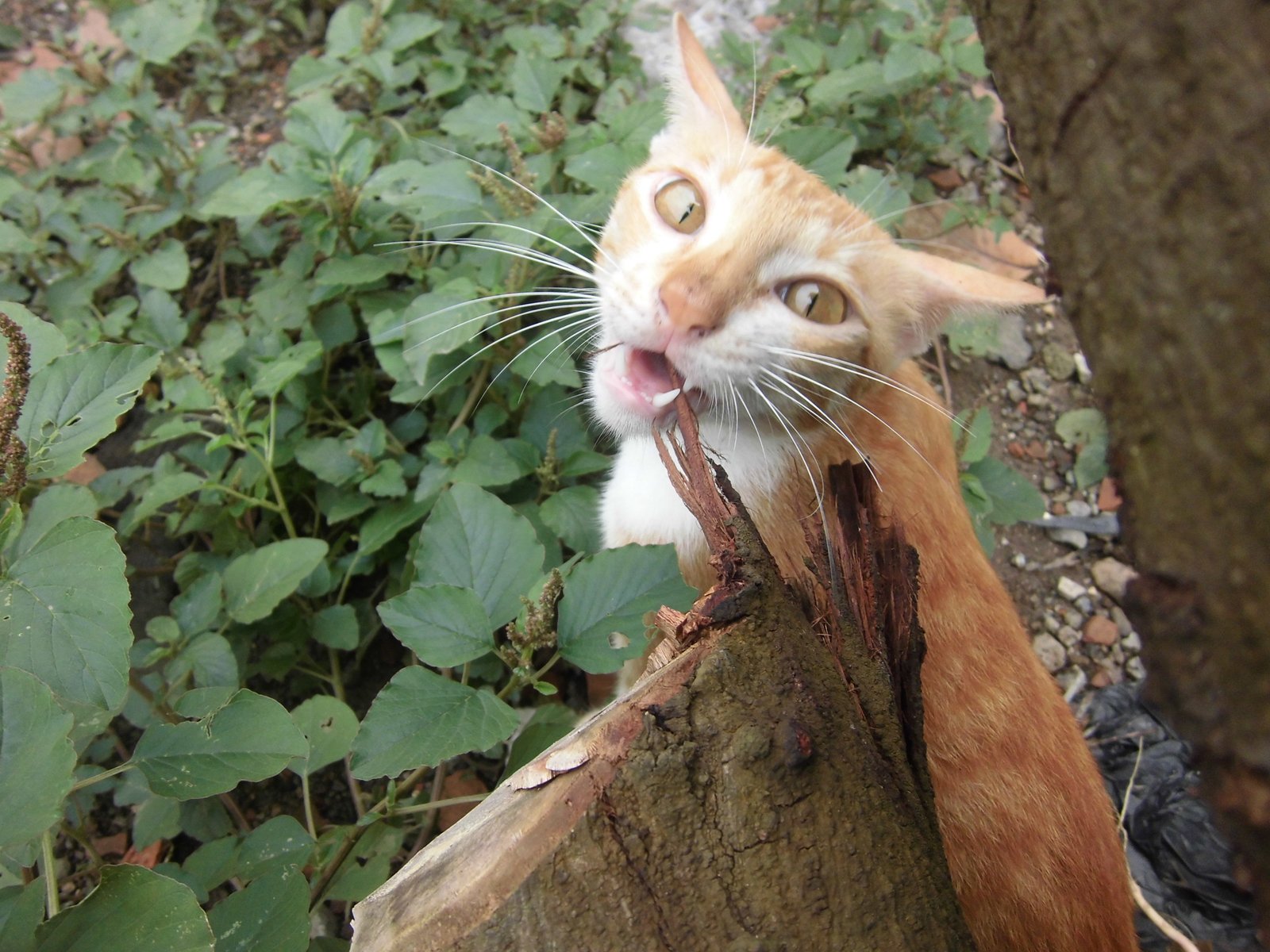Encouraging Gentle Exploration (image credits: wikimedia)