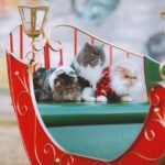 How to Create a Home That Feels Emotionally Predictable for Cats