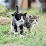10 Signs Your Cat Is Becoming Emotionally Dependent on You