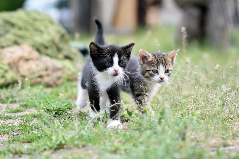 10 Signs Your Cat Is Becoming Emotionally Dependent on You
