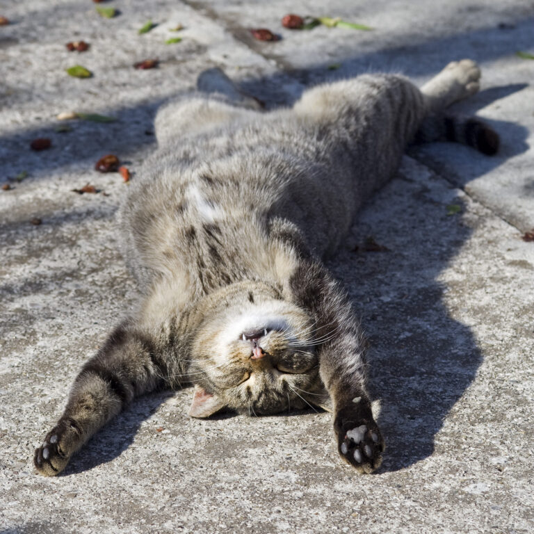 7 Ways Cats Test You Before They Trust You
