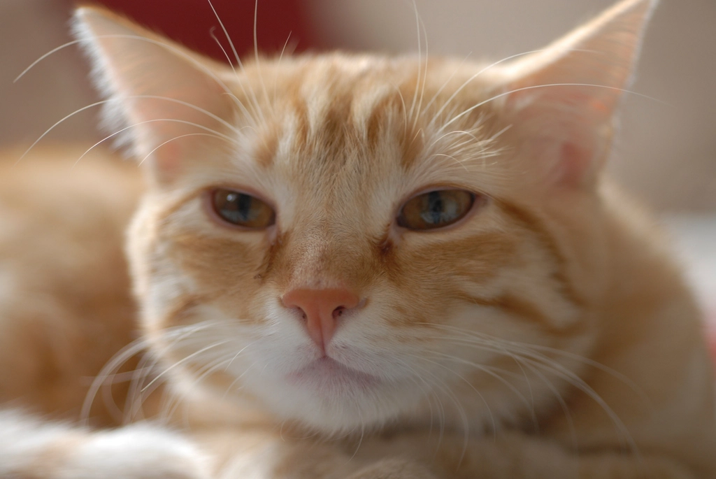 Slow Blinking: The Cat’s Secret “I Love You” (image credits: rawpixel)