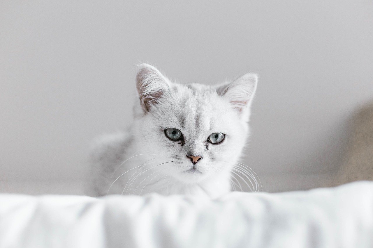 Your Cat Trusts You With Their Kittens or Toys (image credits: pixabay)