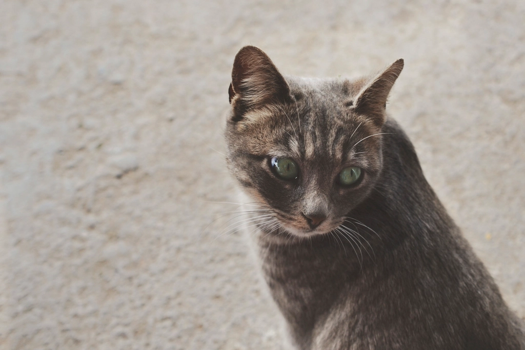 Your Cat Shows You Their Back (image credits: rawpixel)