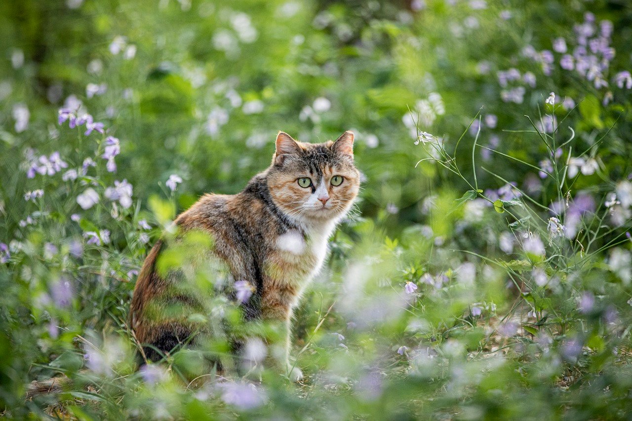Do Wild Cats Use Slow Blinks? (image credits: pixabay)