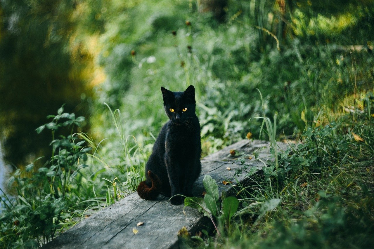 Unique Purring Mechanism for Healing (image credits: pixabay)