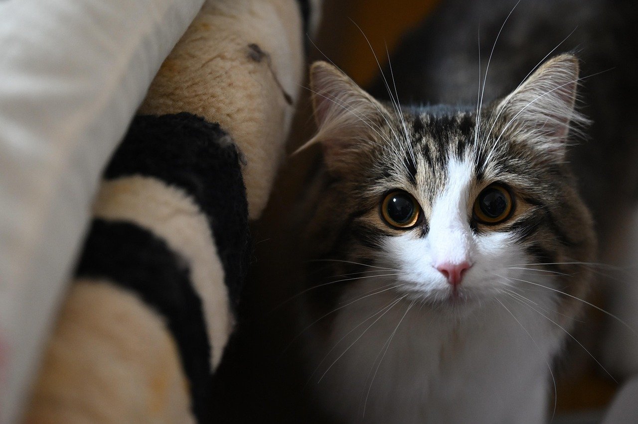 Norwegian Forest Cat: The Protective Partner (image credits: pixabay)