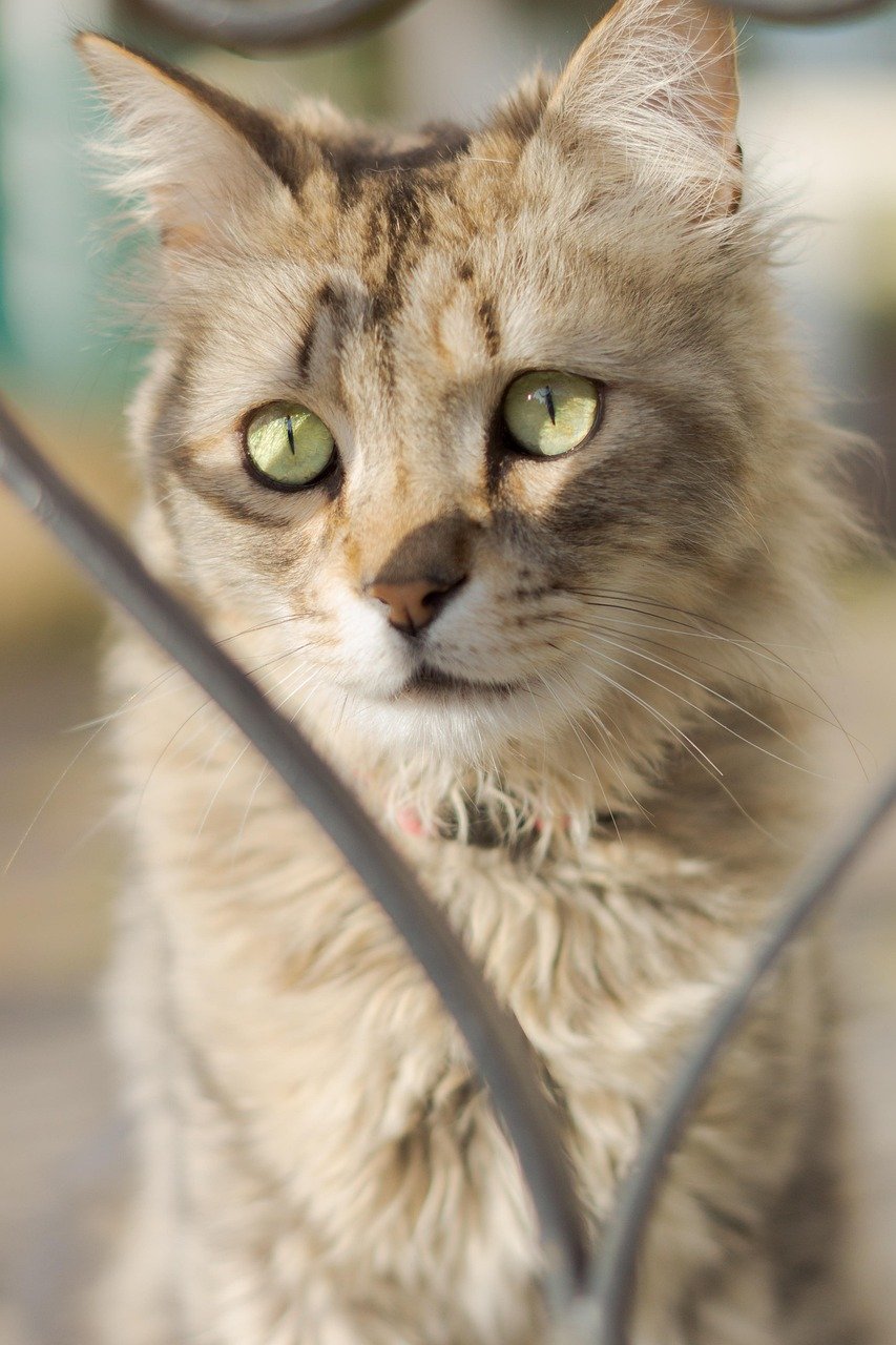 LaPerm: The Curious Observer (image credits: pixabay)