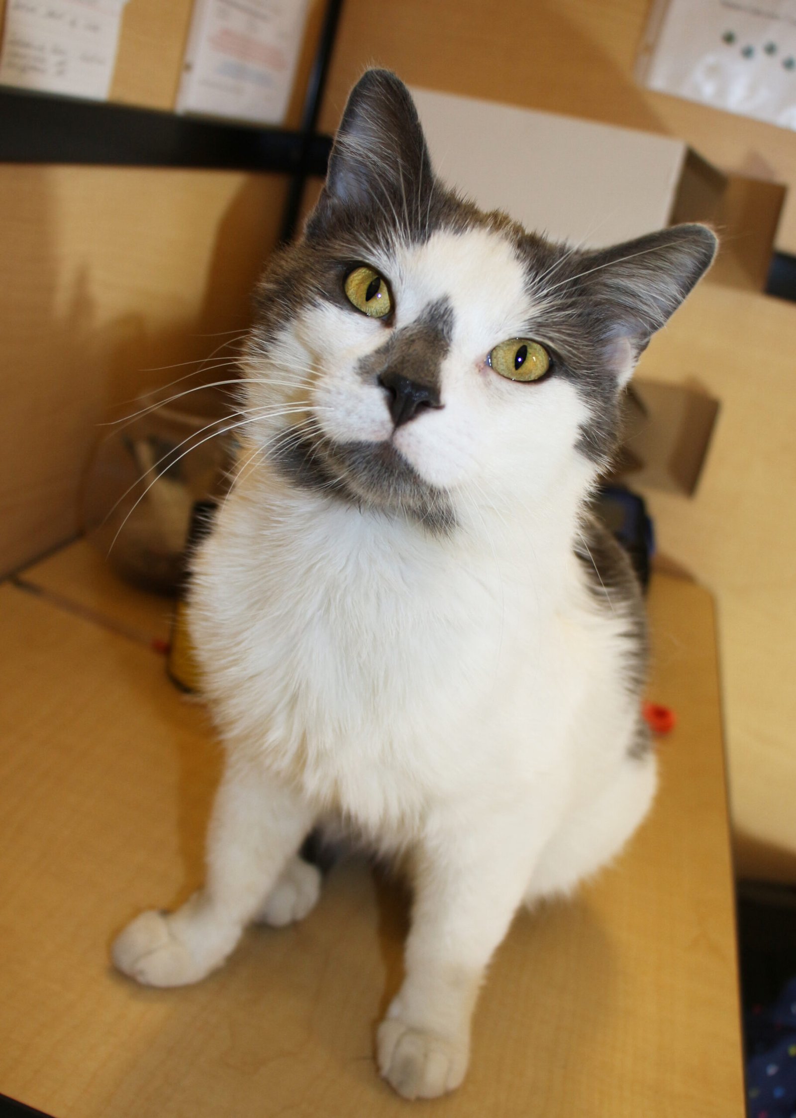 Accepting Petting in Unusual Spots (image credits: wikimedia)