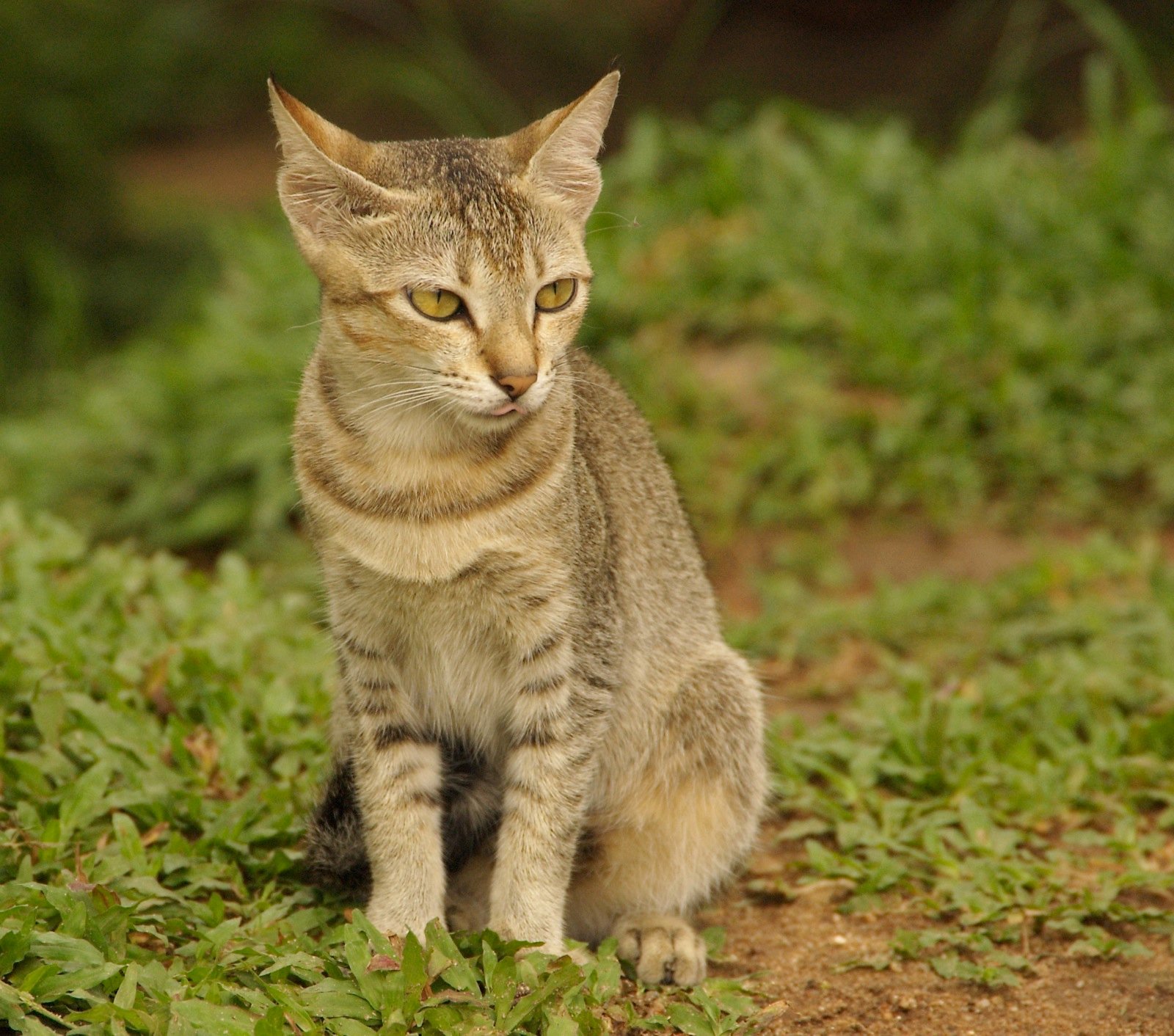 Encouraging Gentle Socialization (image credits: wikimedia)