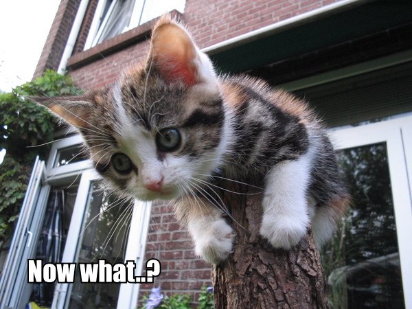 Lack of Socialization: The Lonely Kitten Effect (image credits: wikimedia)