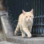 Separation Anxiety: The Pain of Being Alone