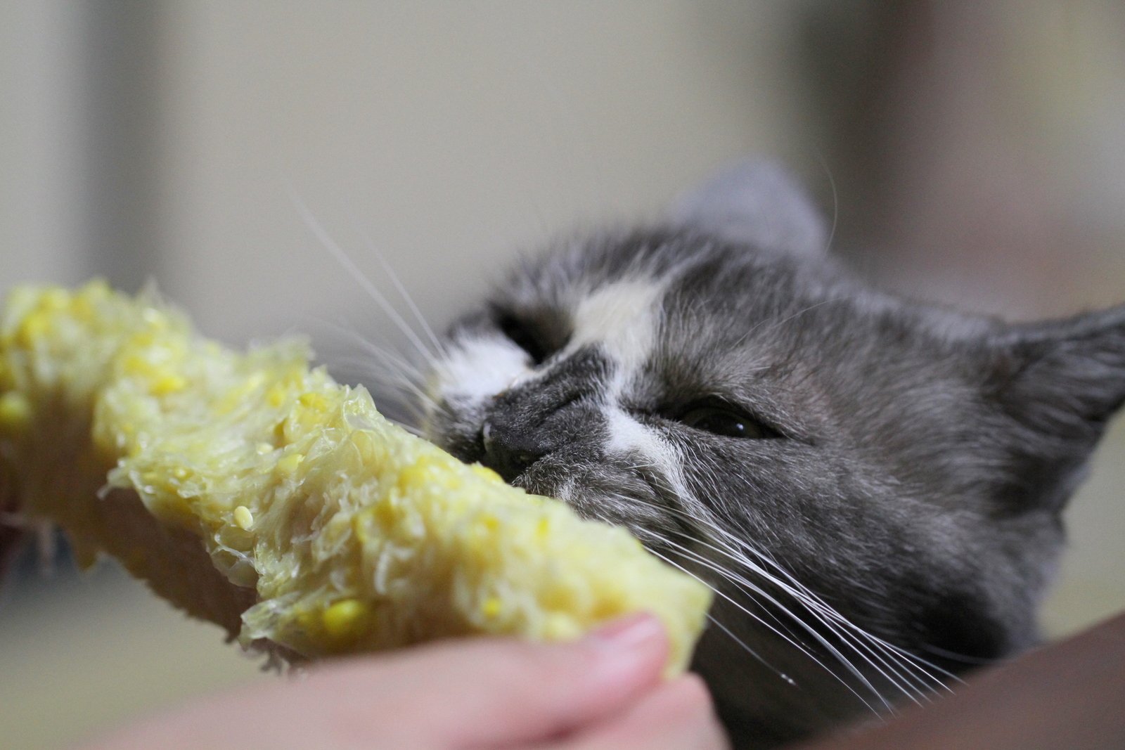 When Food Preferences Are Finally Met (image credits: wikimedia)