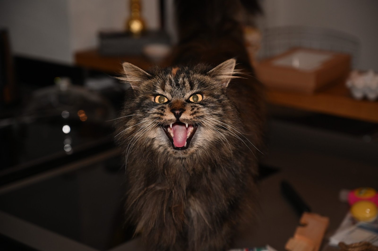 They Meow Softly or Change Their Vocalizations (image credits: wikimedia)