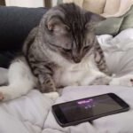 10 Times Your Cat Knew You Were Upset Before You Did