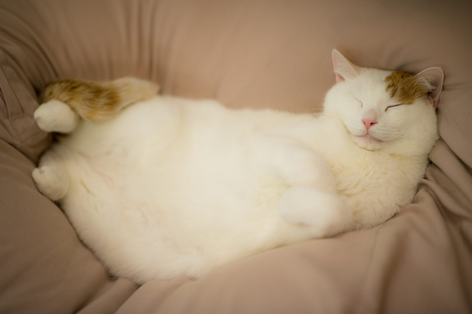 Allowing Belly Rubs and Vulnerable Positions (image credits: wikimedia)