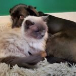 How to Know If You’ve Become Your Cat’s Emotional Anchor