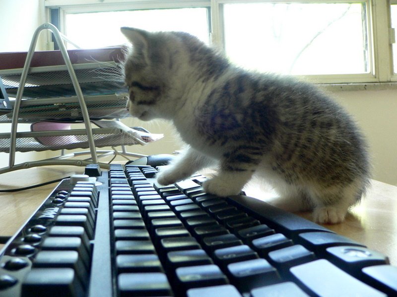 Socialization and the Confident Cat (image credits: wikimedia)