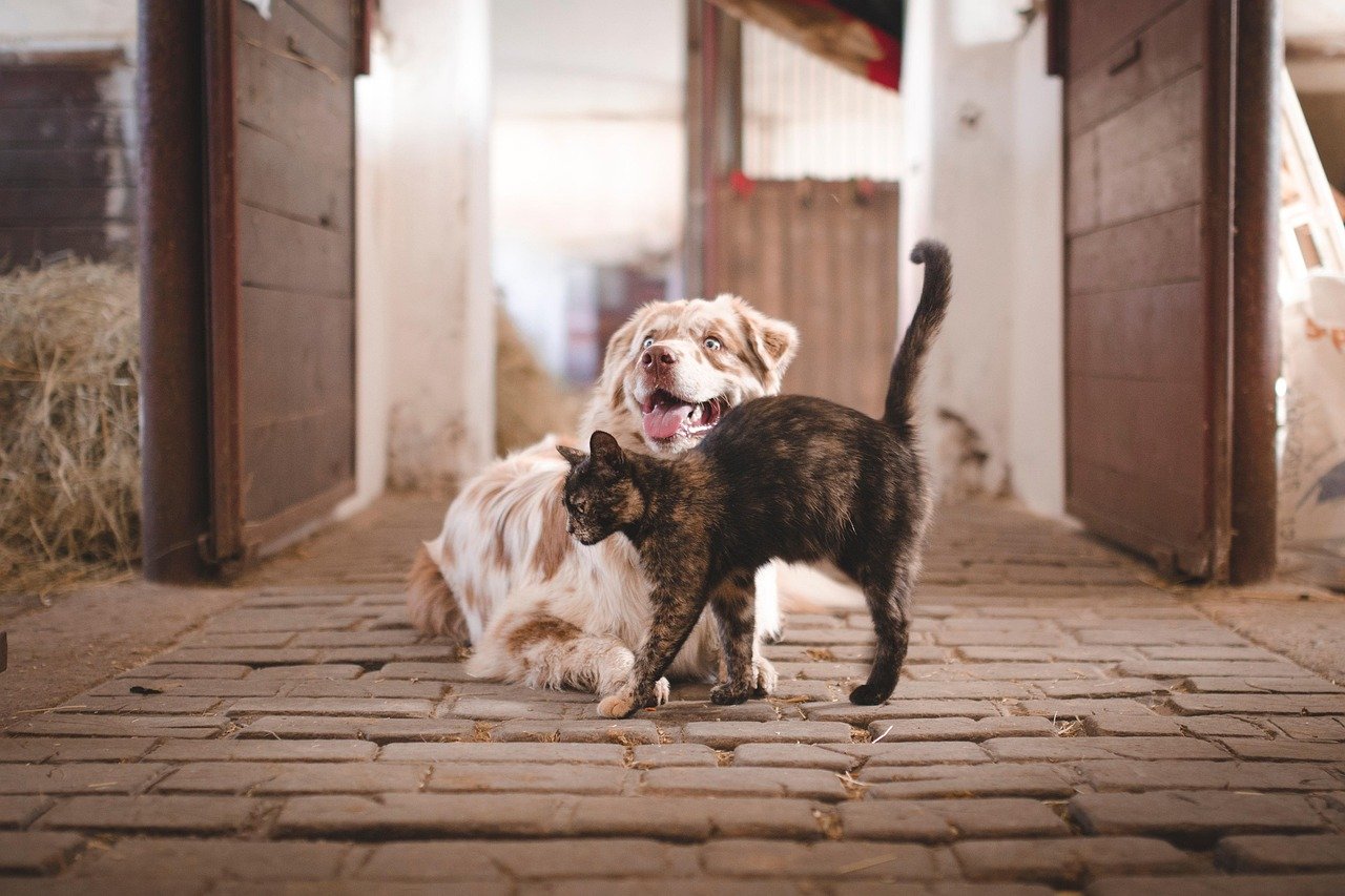 Comparing Cat and Dog Attachment Styles (image credits: pixabay)