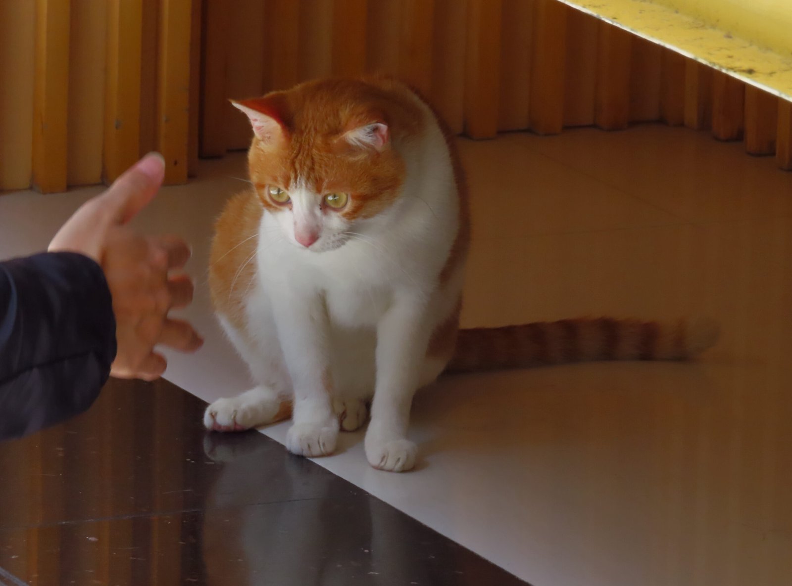 Resting Their Paw on You (image credits: wikimedia)