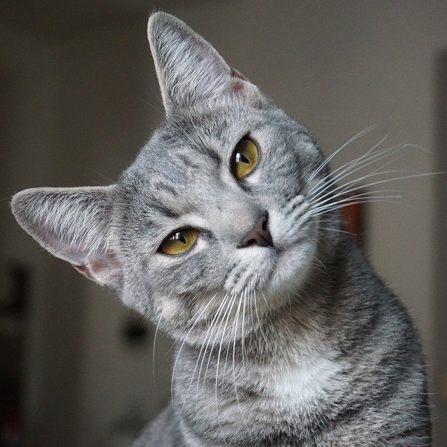 Chin Lifts and Head Tilts (image credits: wikimedia)