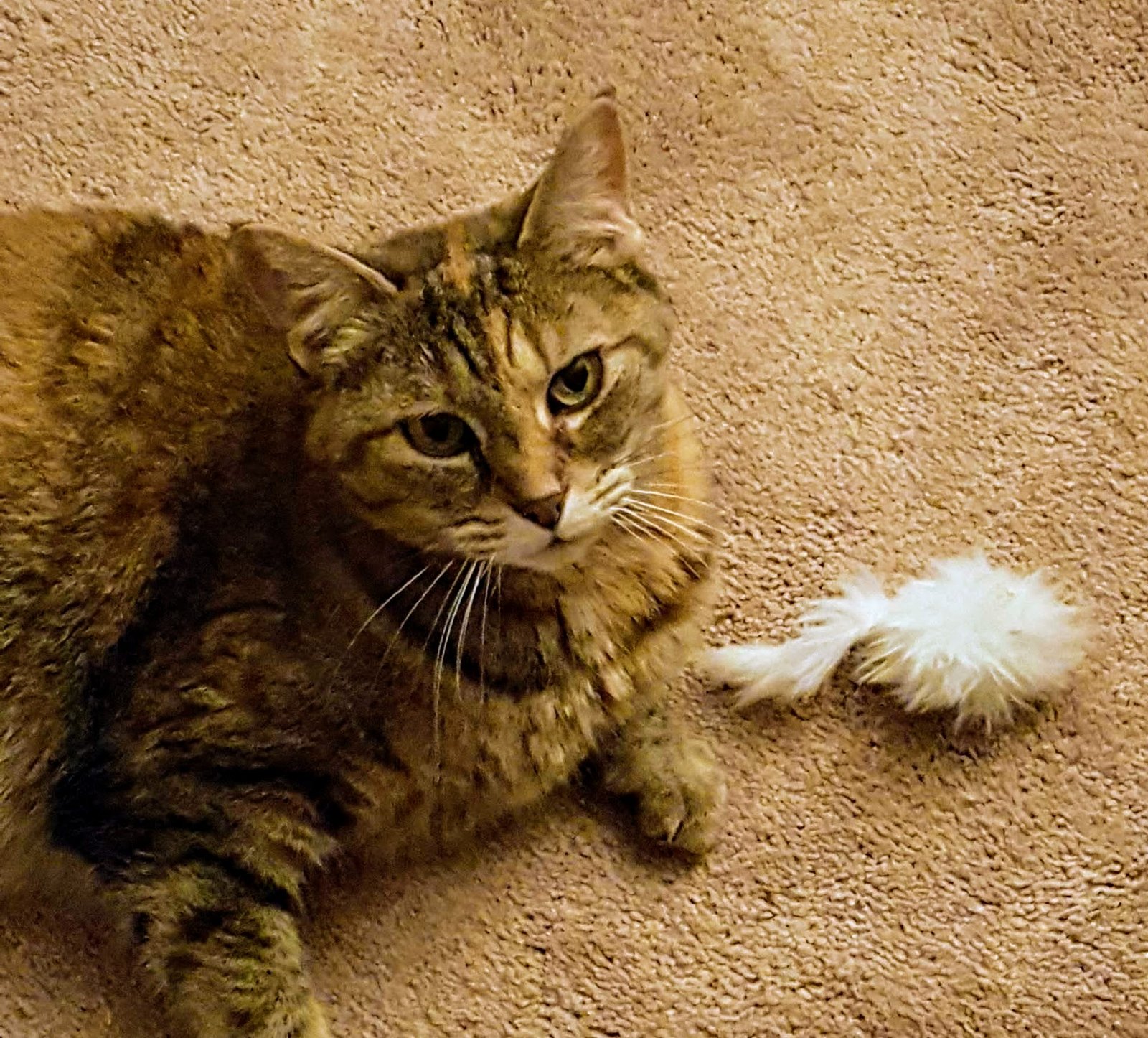 Bringing You Their Favorite Toy (image credits: wikimedia)