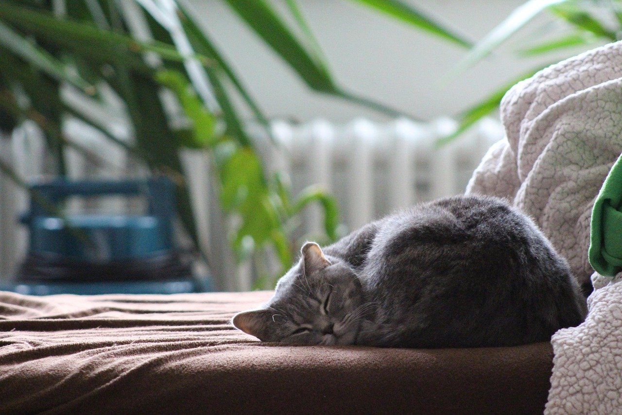 Using Gentle, Repetitive Sounds (image credits: pixabay)