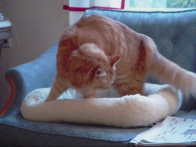 Kneading with Their Paws (image credits: wikimedia)