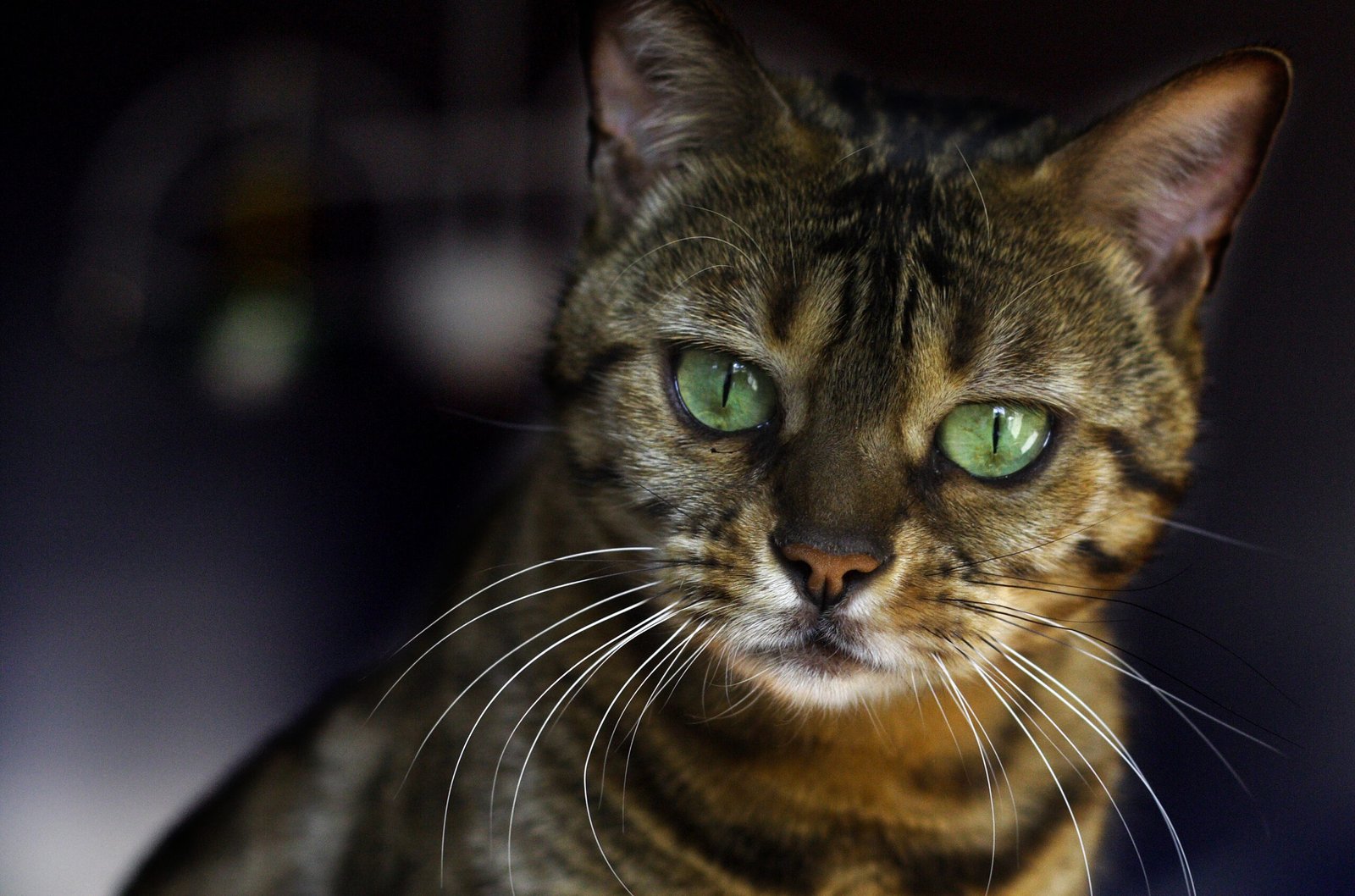 When to Be Concerned (image credits: wikimedia)