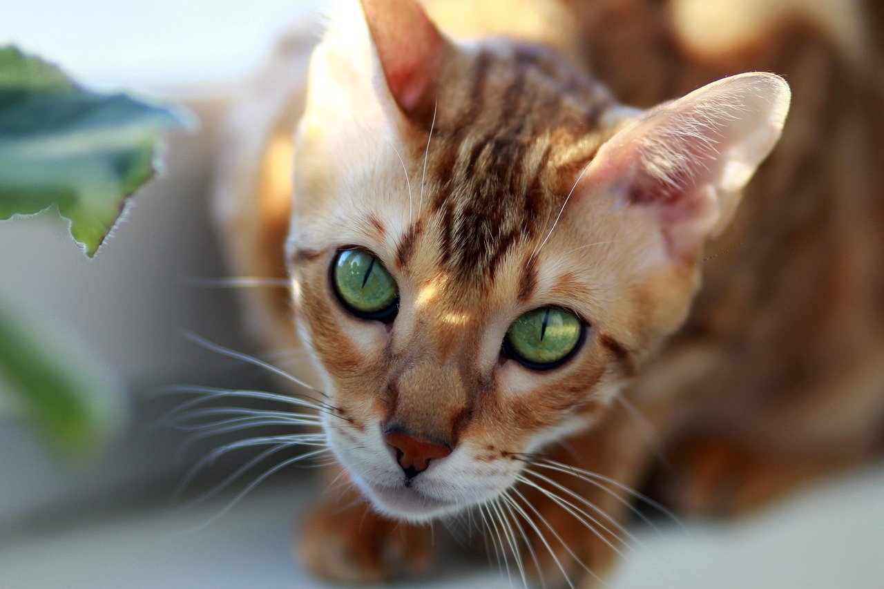 Perching Just Out of Reach (image credits: pixabay)