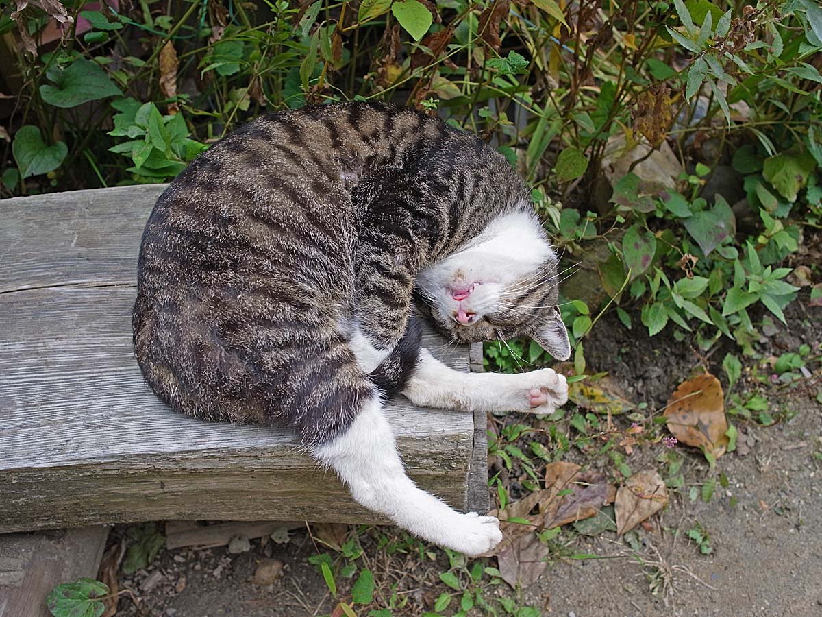 Sleeping Near or On You (image credits: wikimedia)