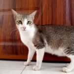 Emotionally Grounded