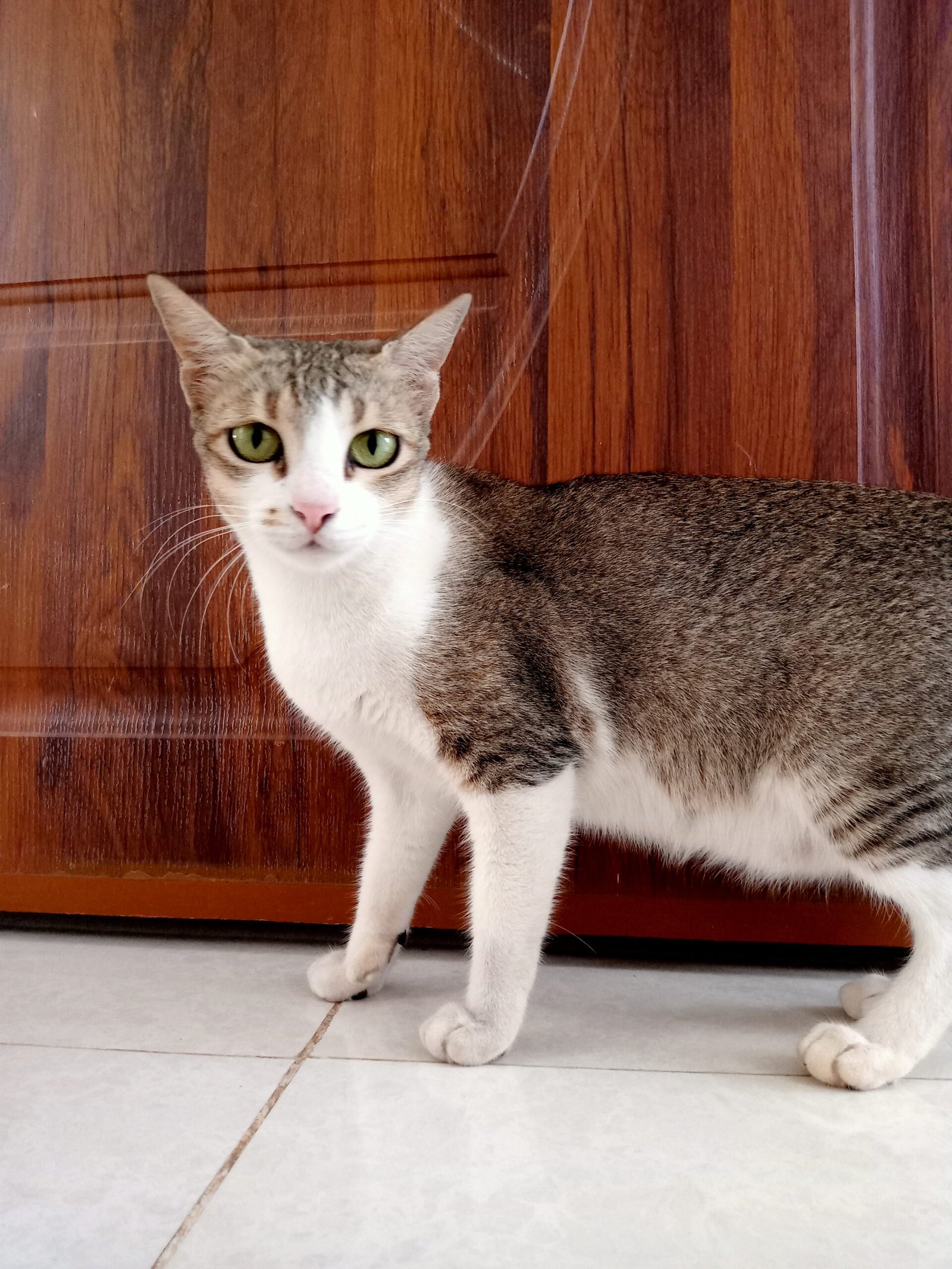 Emotionally Grounded