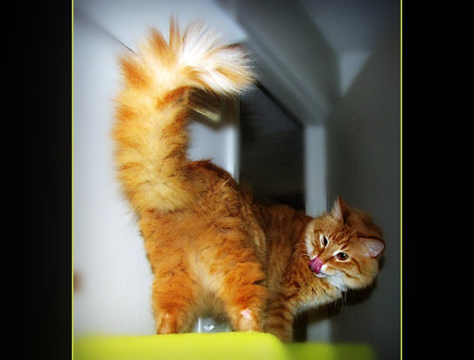 Displaying the “Happy Tail” (image credits: wikimedia)