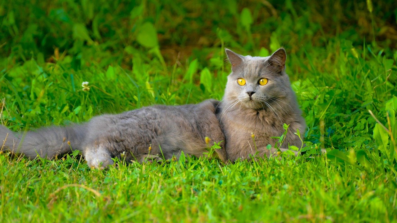 Chartreux: The Silent Supporter (image credits: pixabay)