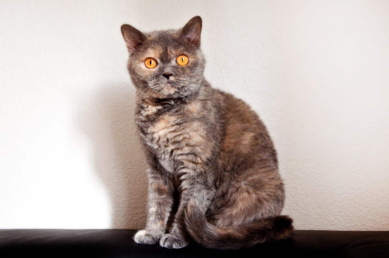 Selkirk Rex: The Laid-Back Loyalist (image credits: pixabay)