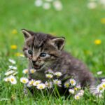Feline Habits
