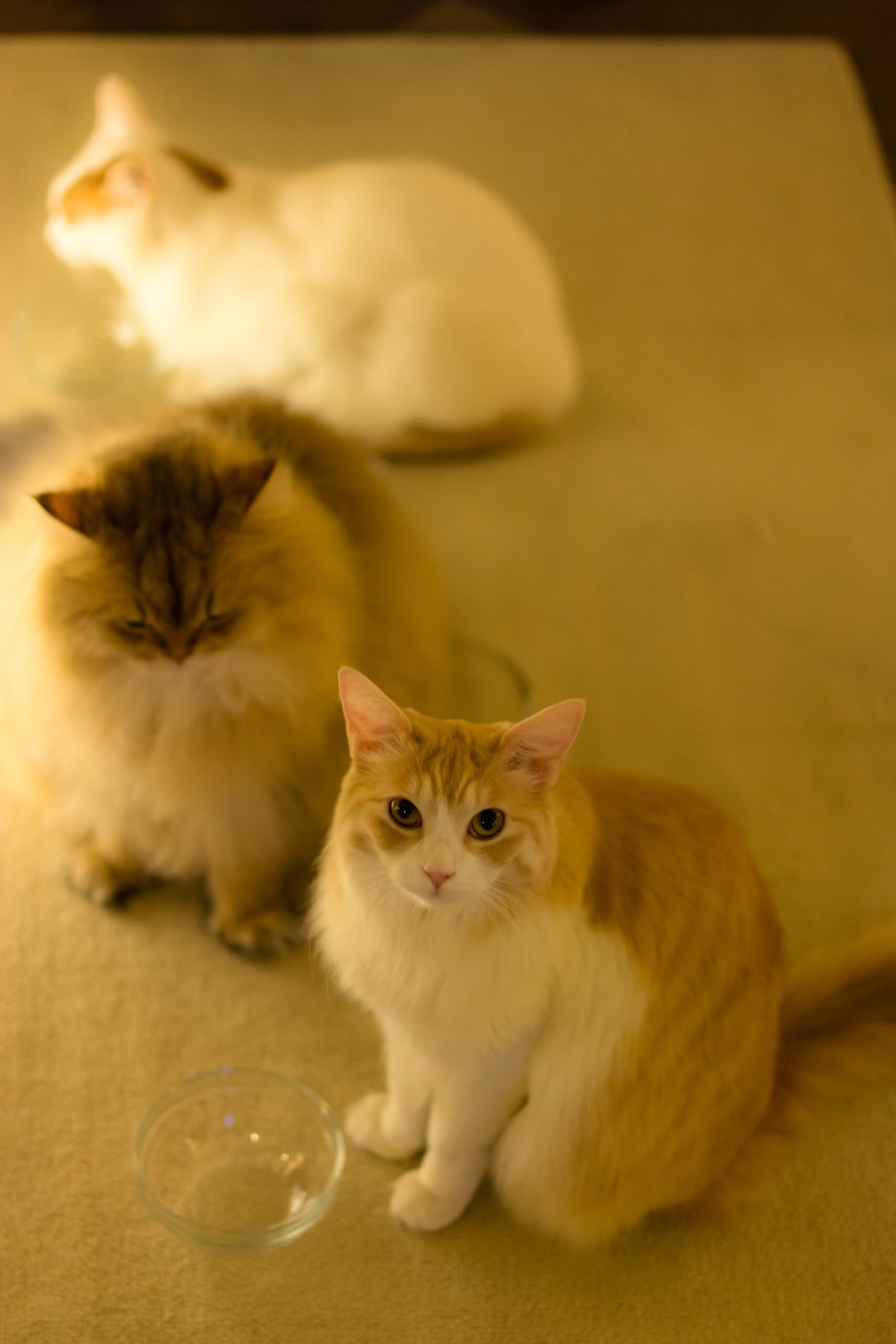 Waiting for Meal Times (image credits: wikimedia)