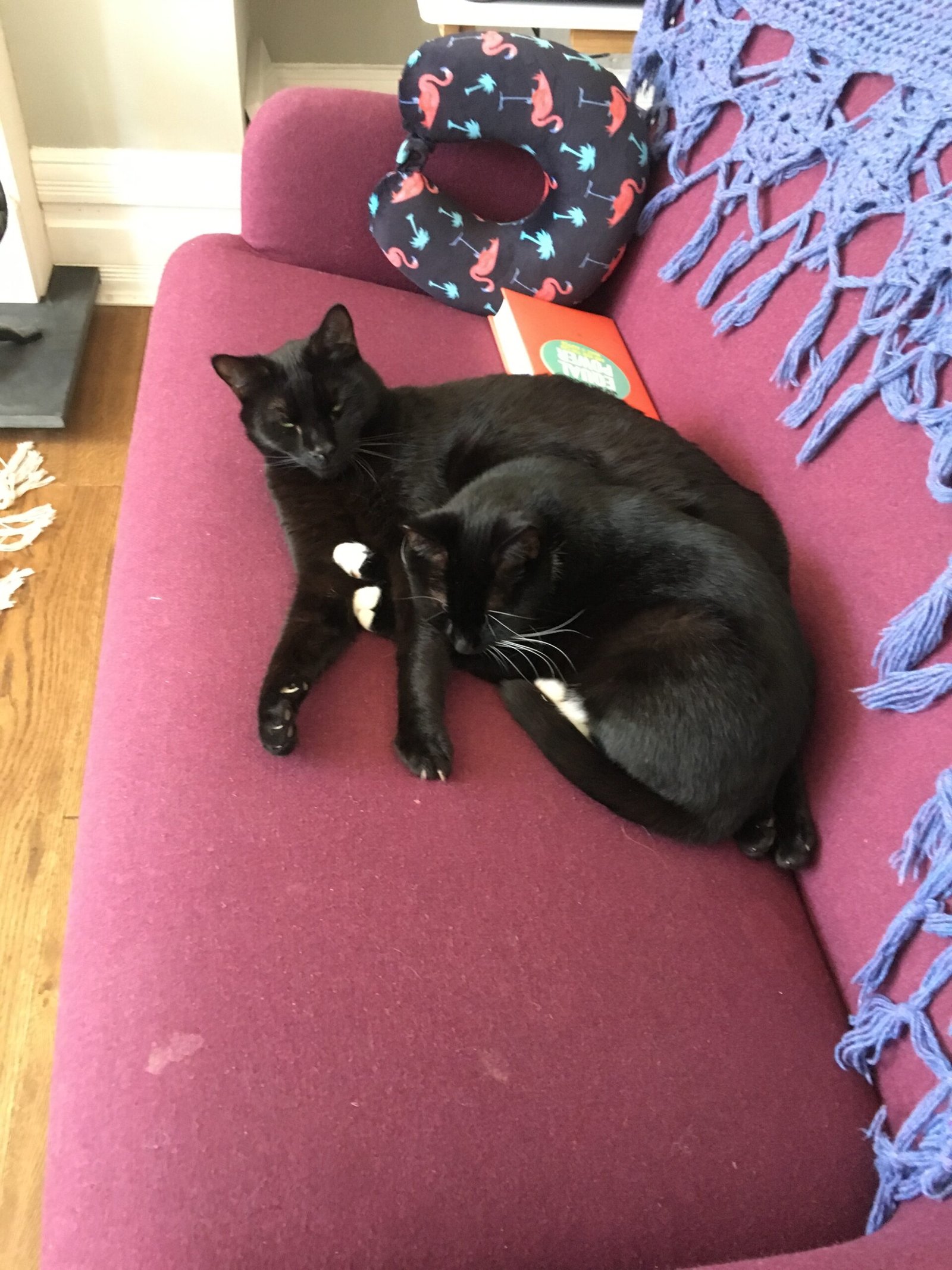 Strengthening the Human-Cat Bond (image credits: wikimedia)