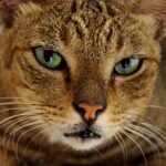 Emotionally Dependent